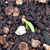 ベランダ菜園2025-5