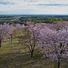 桜六花公園