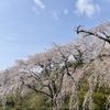 春を感じながら、朝散歩。～お花に学ぶ～（京都・天龍寺にて）