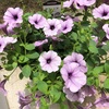 6月半ば　鉢花の様子