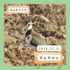 【守谷市郊外】タゲリ、カワラヒワなど 1/11