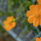 FUJIFILM X-T1 と Carl Zeiss Touit 2.8/50Mで近場を散策