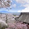 桜川市の桜の名所4選！現在の開花状況や見ごろは？【茨城】