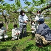 須賀川市でリンゴやナシの霜害調査。災害続きで深刻です。