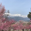 長野県大町市、桜が咲き始めたよ。2019.4.23