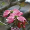 花水木、今年も綺麗な花が見頃です。