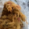 天草を頂きました