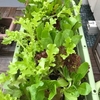 家庭菜園～ミックスレタス 【Vol.4 : ついに奴を発見！！】