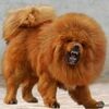 【2億?世界一高い犬】中国バブル崩壊後、捨てられた野犬の被害相次ぐ。
