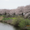 三日後、一ヶ月後の桜