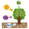 「植物は二酸化炭素を吸って酸素を吐く」は本当か？