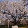 小さな公園大きな桜。
