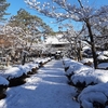 大雪の翌日は筋肉痛よ。雪は好きだけどもうはしゃげないわ。