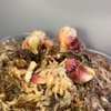 セファロタス成長記録=2026/8月5日 #食虫植物 #セファロタス #icos #著作権無料 #BGM