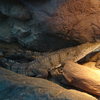 CAIRNS ZOOM AND Wildelife DOMEというカジノのホテルの最上階に動物園がありました