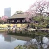 隅田公園と大宮公園の花見（4月2日）