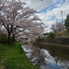 【佐保川の桜】山桜とソメイヨシノ