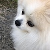 高貴な犬と私の日常