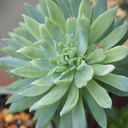 うつから救ってくれた多肉植物