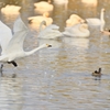 白鳥から感じた時間の流れ