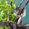 ケアンズ（ポートダグラス）の動物園　ワイルドライフハビタット