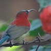 Crimson Sunbird キゴシタイヨウチョウ (北インドの鳥その6)