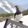 ６月に立山室堂で雷鳥を見てきた話