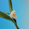 Dendrobium microglaphys