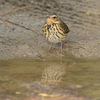 近所へ鳥見に（２０２１　０１１７）その２。