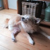 犬のアレルギー検査、はたして 結果はどうなることか。。