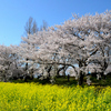 Part 1　桜と菜の花が咲き誇る上堰潟公園へ