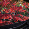 紅葉を求めて等彌神社（とみじんじゃ）へ　その最後