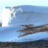漂う氷山の上で休憩するペンギンたち、数百羽が群れる様子を撮影