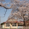 旧納場幼稚園の桜・・