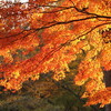 20121124 奈良公園 紅葉 その6