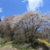 宿の夫婦桜（二本桜）・・