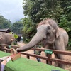 西双版納旅行③（野生の象に会えるかも！「野象谷」）