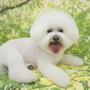 ビションのまめくんポメラニアンのうみちゃん