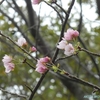 今、大潟村で季節外れの桜の花が咲いています（秋田県大潟村）