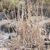 川のオギに集まるエナガ、シジュウカラ、メジロたち