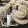 マミラリアの玉翁。植え替え前と植え替え後の違い。綴化のサボテンです💕
