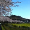 巾着田の桜は今日満開