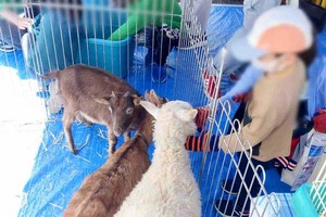 【PR】トミカ・プラレールに小動物とのふれあいも♪　上越市の総合住宅展示場で9月30日、10月1日にイベント
