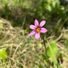 孫掘れる穴のぞかんか石菖蒲（あ）