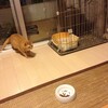 躍動する猫　その２