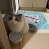 ふくちゃん黄金週間の始まりは初夏のような一日