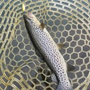 若人、魚を科学で釣る。