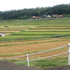 島根実家の田んぼ