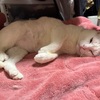 結構毛だらけ、猫の毛だらけ。