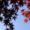 山田池公園・秋 (8)